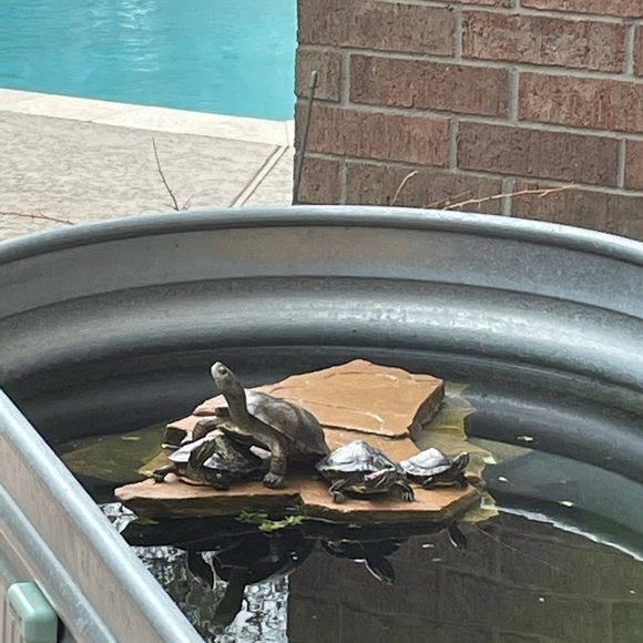 Meet your Posher, Amy - Picture 12 of 16